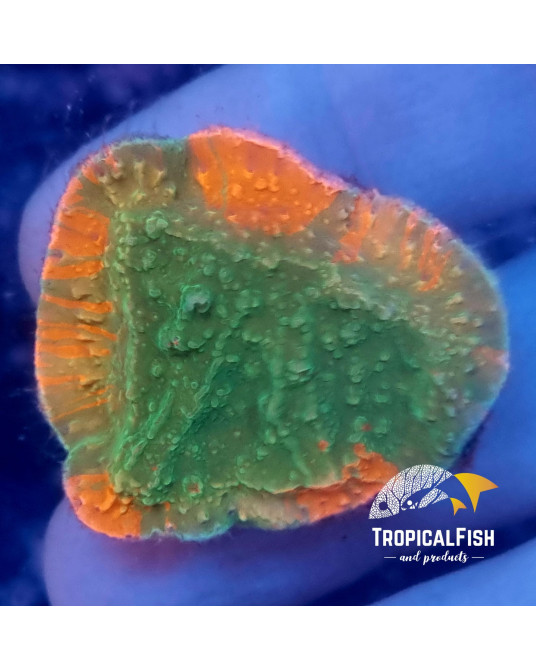 MONTIPORA GRAFTED CULTIVO PROPIO WYSIWYG 3