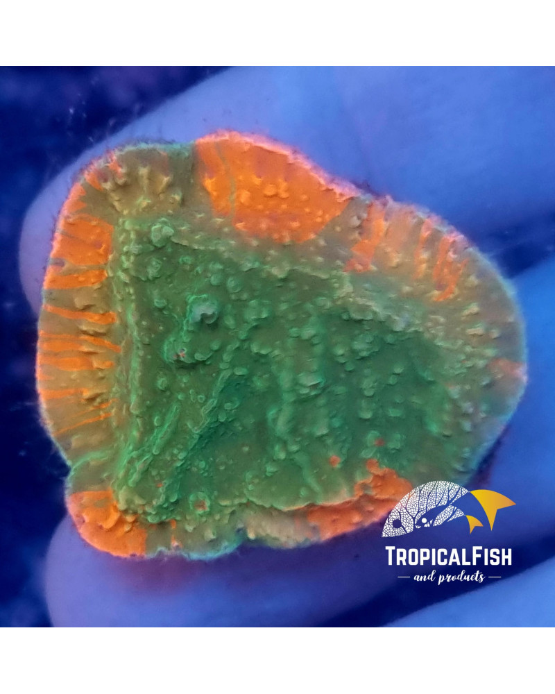 MONTIPORA GRAFTED CULTIVO PROPIO WYSIWYG 3