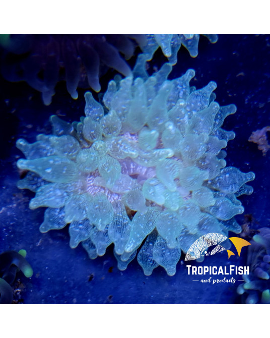 ENCTAMAEA QUADRICOLOR SNOW FLAKE