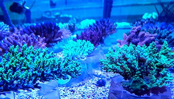 CORAL SPS